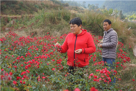 �����ɣ����ڲ鿴���õ�峤�ơ�