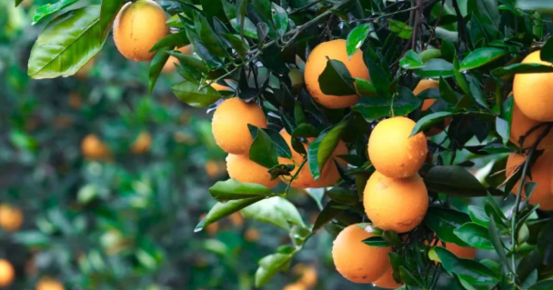 ΢��ͼƬ_2025-11-18_094947_263